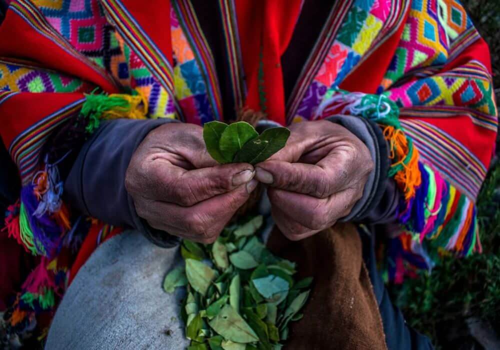 Coca Leaves Use Throughout History A Timeline